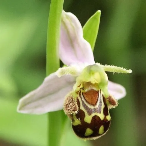 thumbnail for publication: Orchid Pollination Biology